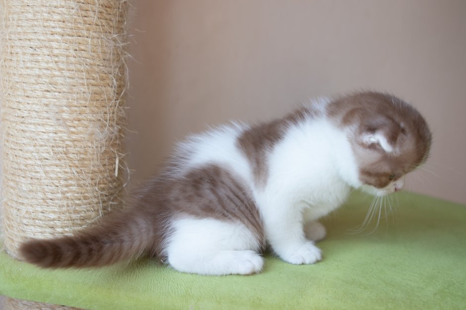Шотландский вислоухий скоттиш