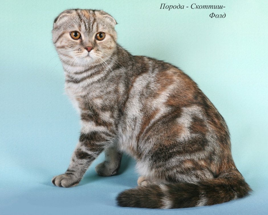 Шотландский вислоухий бобтейл