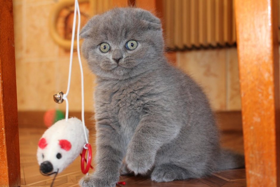 Шотландская вислоухая кошка голубая