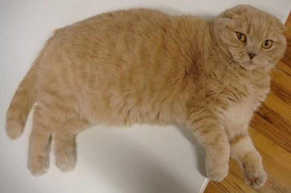 Скоттиш фолд с коротким хвостом