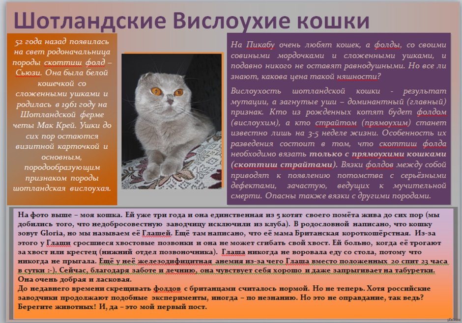 Порода кошек вислоухие Шотландские краткое описание