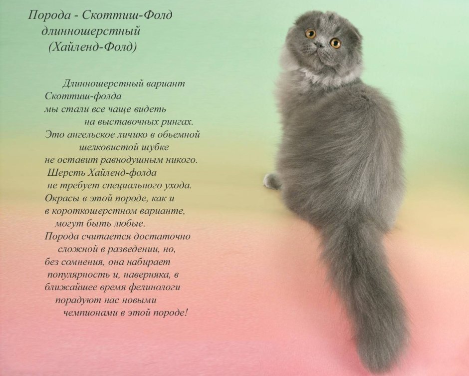 Шотландский скоттиш фолд серый
