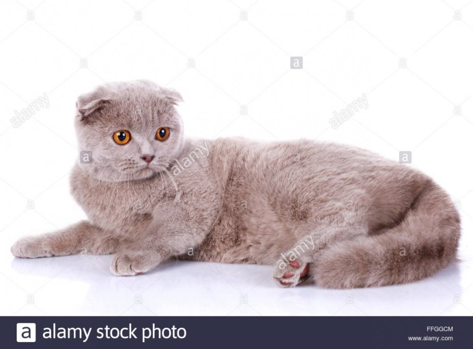 Шотландская вислоухая кошка 7 месяцев