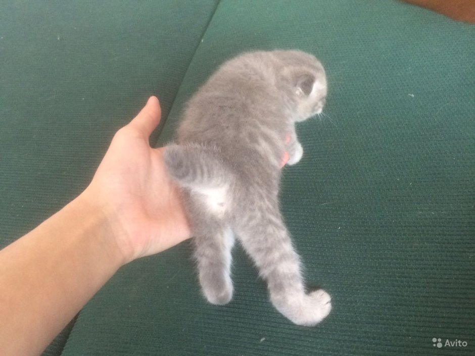 Шотландская вислоухая кошка хвост