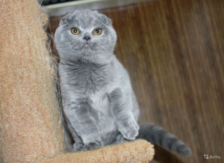 Скоттиш фолд n 21 33 03