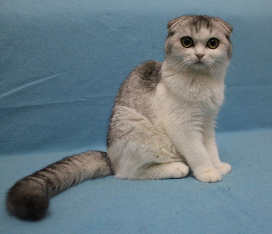 Британская вислоухая кошка