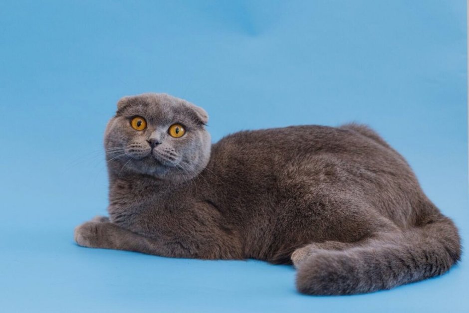 Шотландская вислоухая кошка Соня