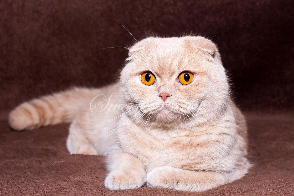 Шотландские вислоухие коты серые
