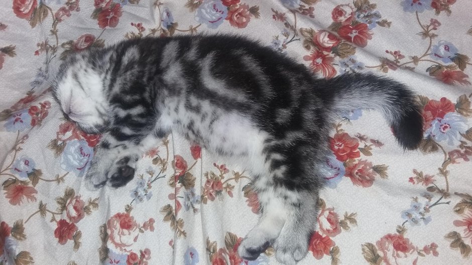 Шотландский скоттиш фолд окрасы