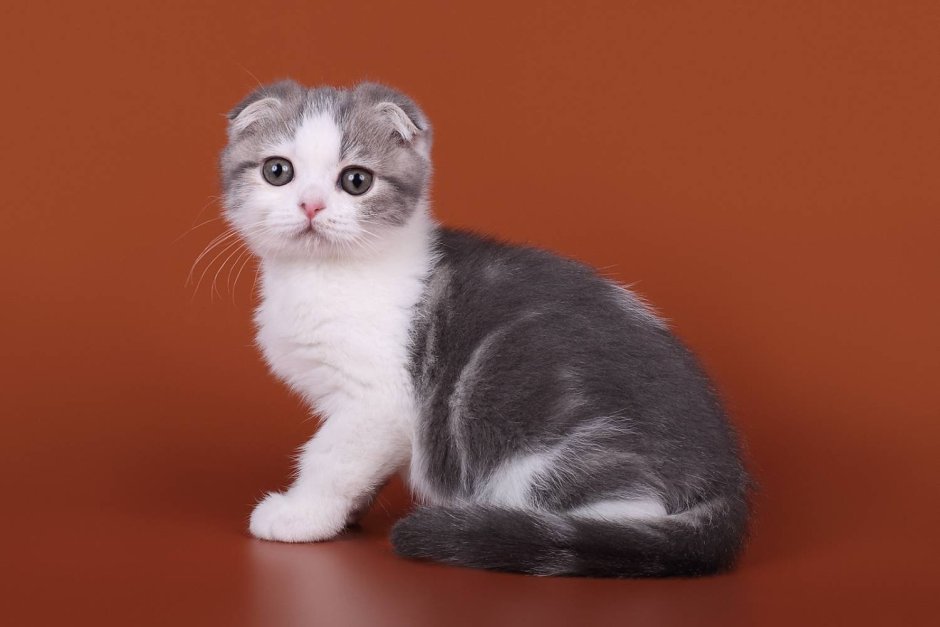 Шотландская вислоухая кошка без фона
