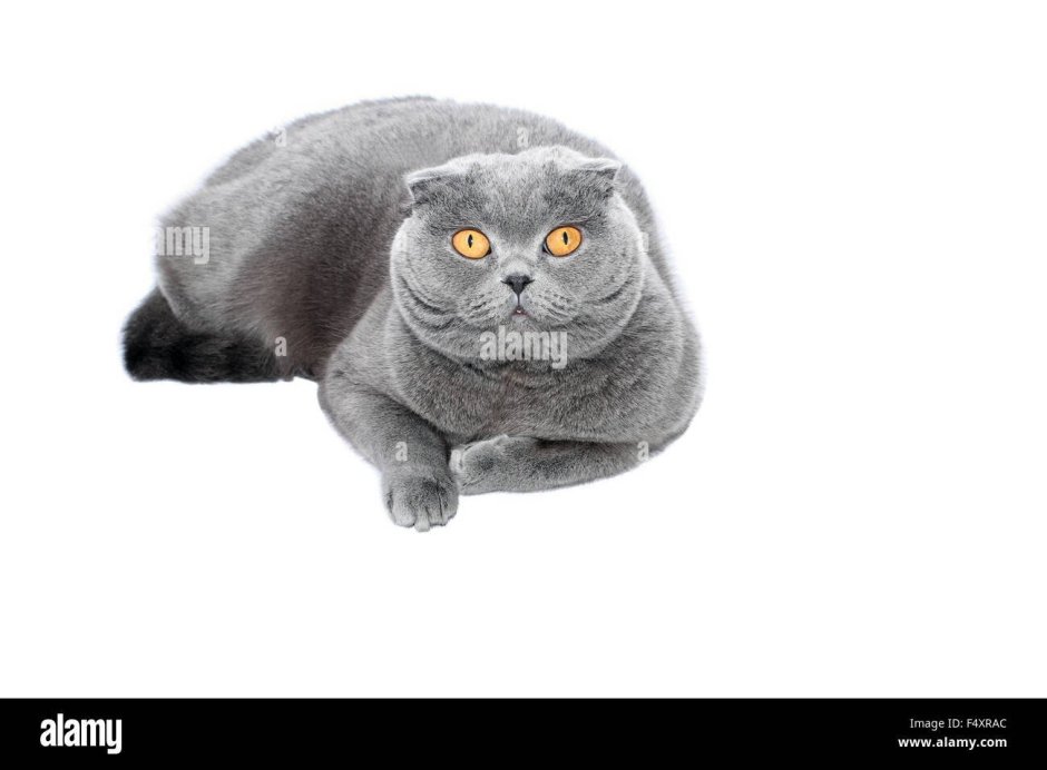 Скоттиш фолд вислоухий мраморный