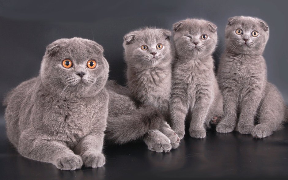 Скоттиш фолд страйт