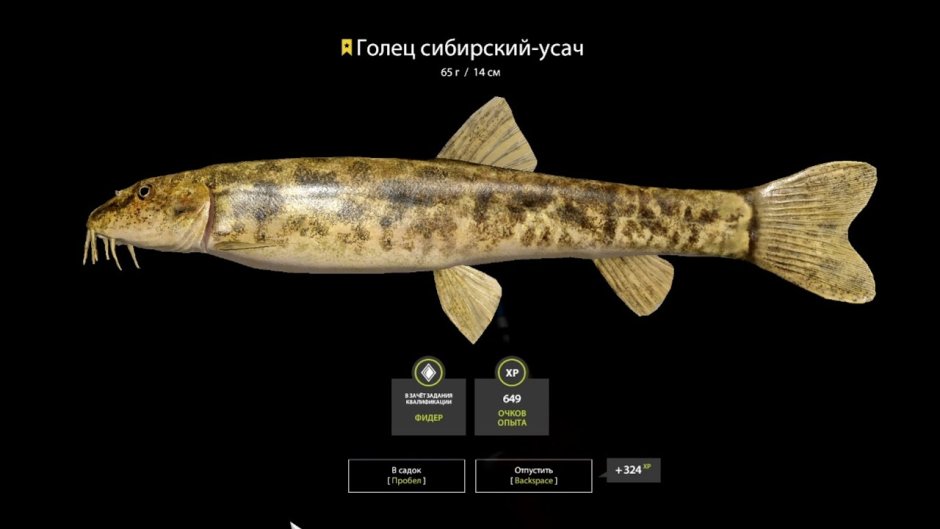 Сибирский Усатый голец