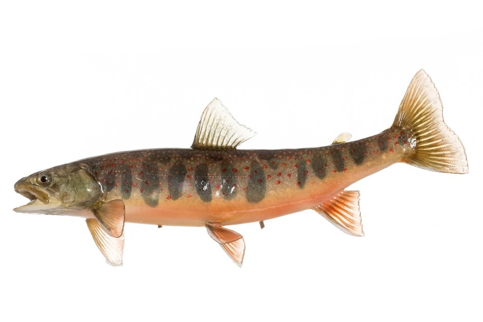 Голец Мальма Salvelinus Malma Магадан