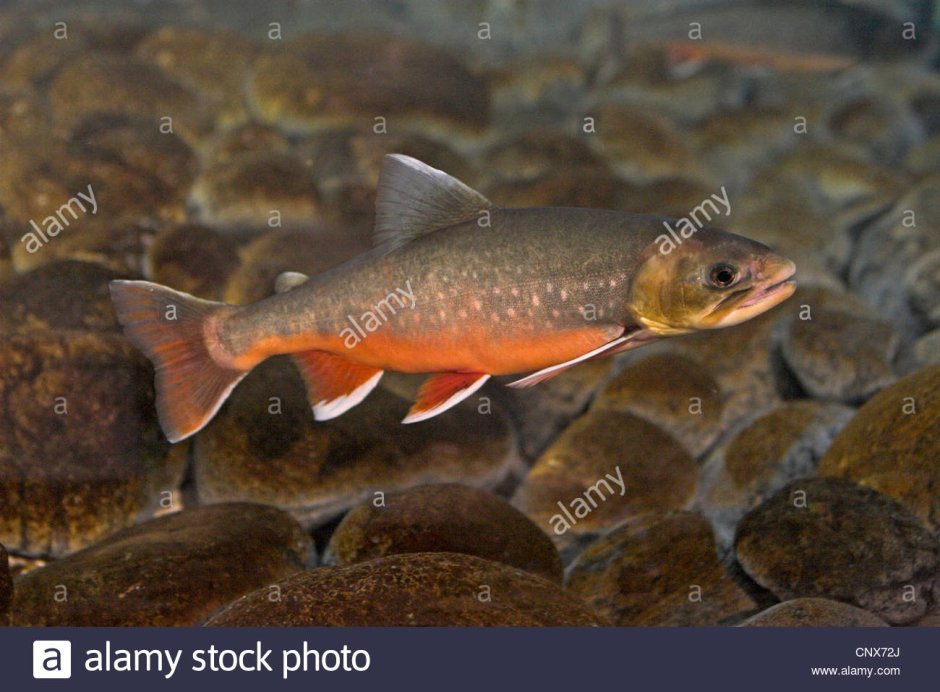 Рыба голец рода Salvelinus