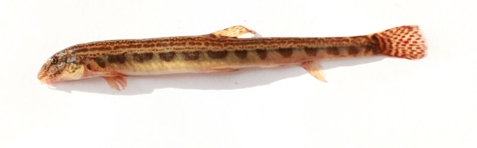 Сибирская щиповка Cobitis melanoleuca