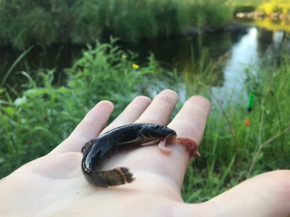 Salvelinus jacuticus
