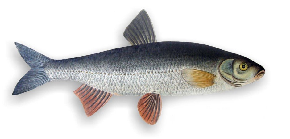 Морфологический критерий рыбы щиповки