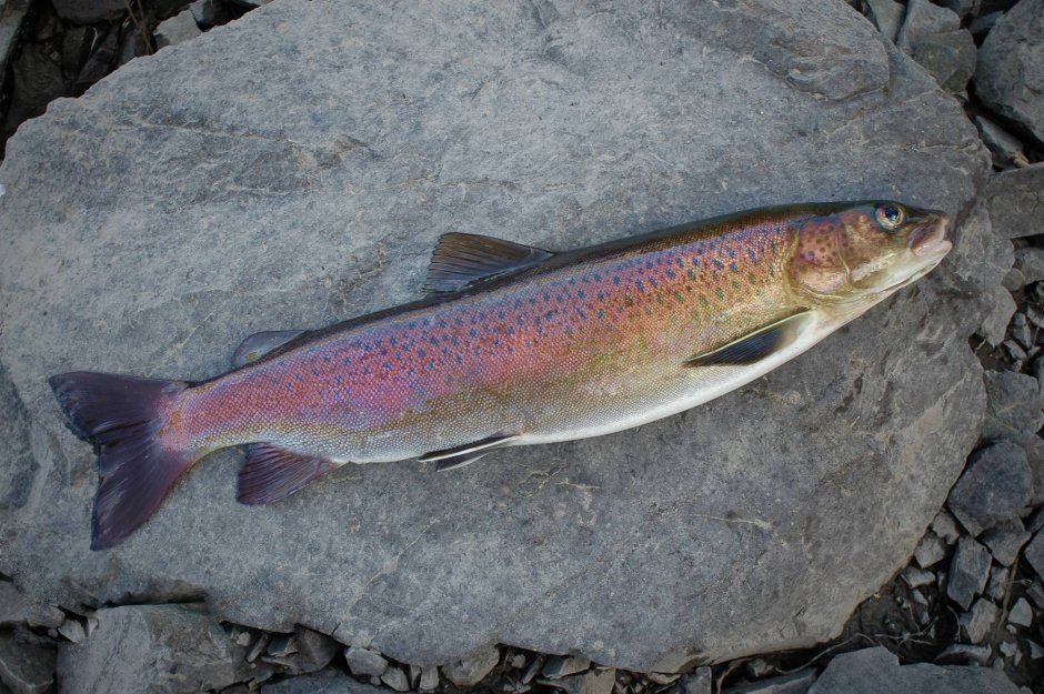 Salvelinus – гольцы