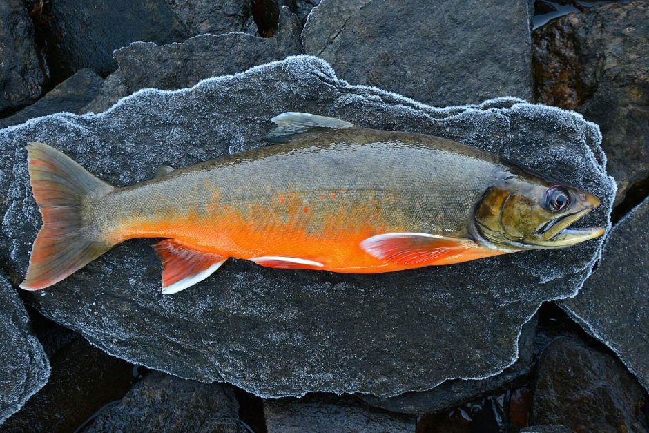 Голец куорский