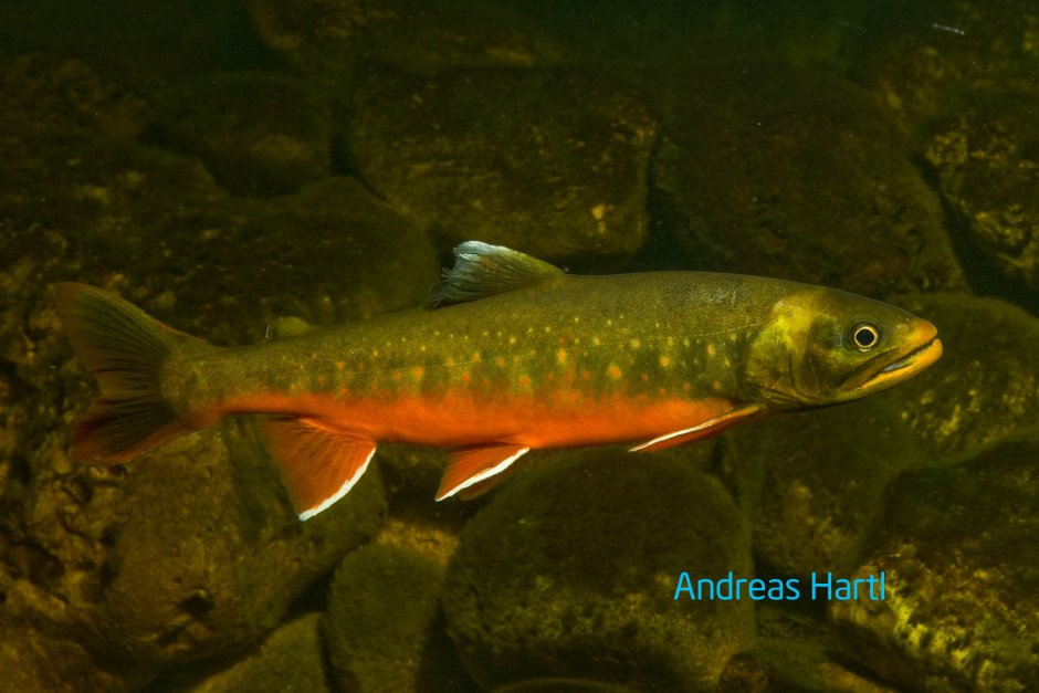 Арктический голец Salvelinus Alpinus