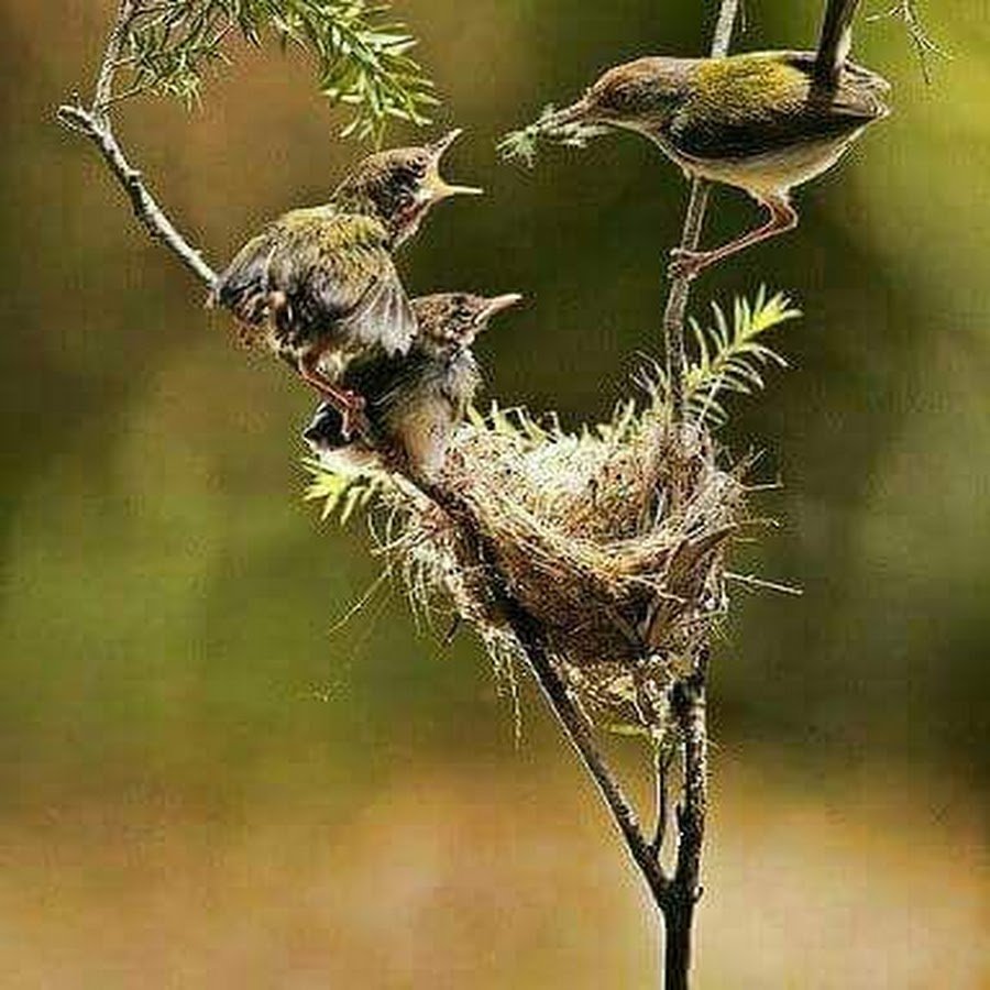 Природа птицы