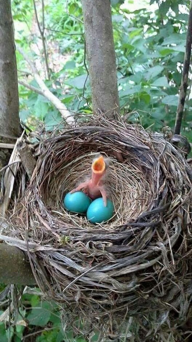 Странствующий Дрозд яйца