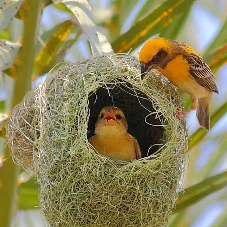 Африканские ткачики гнезда