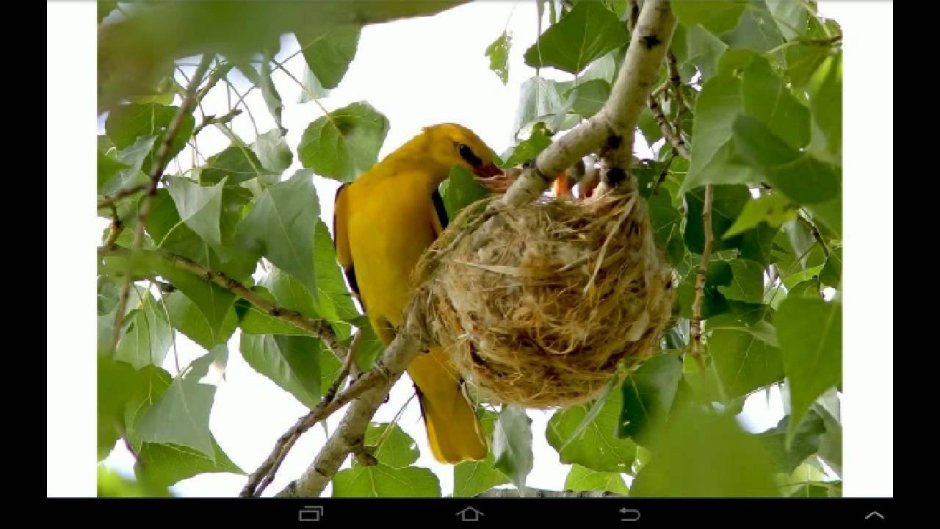 Гнездо Иволги