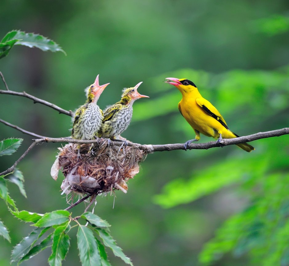 Обыкновенная Иволга гнездо