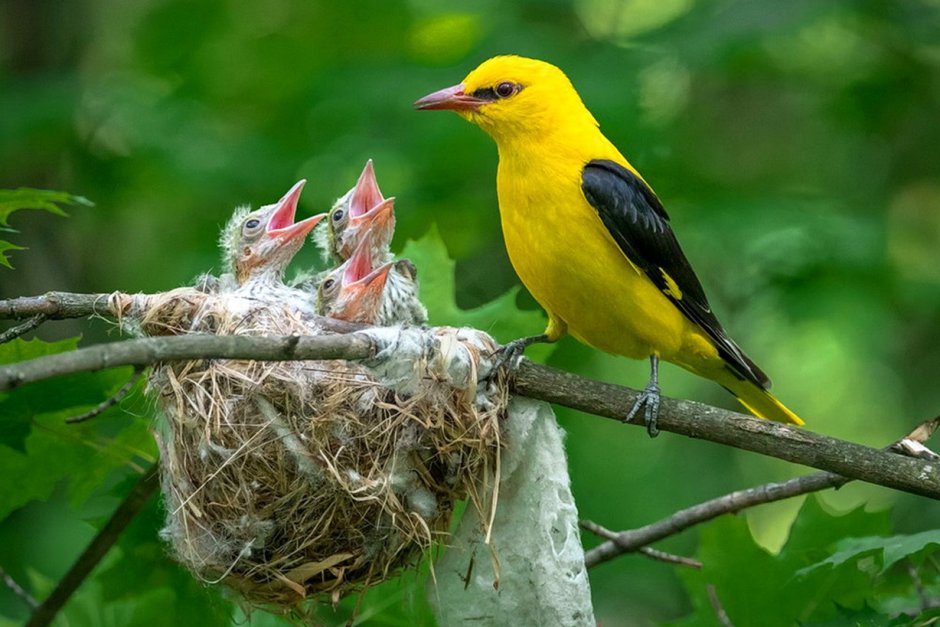 Обыкновенная Иволга гнездо