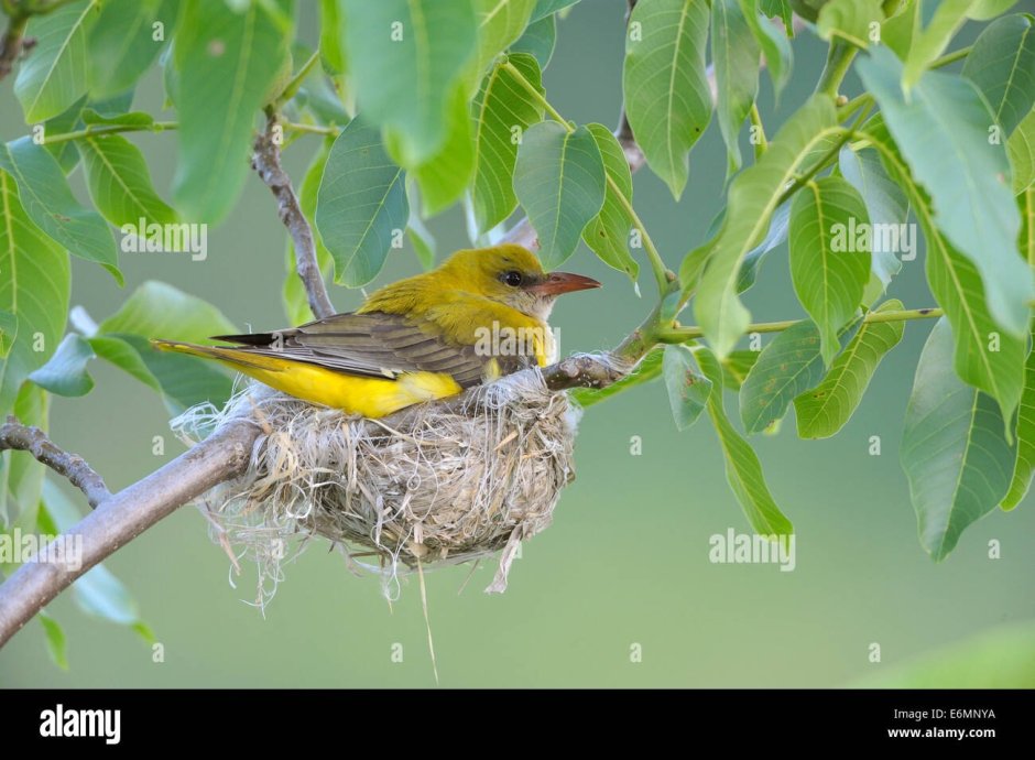 Яйца Иволги