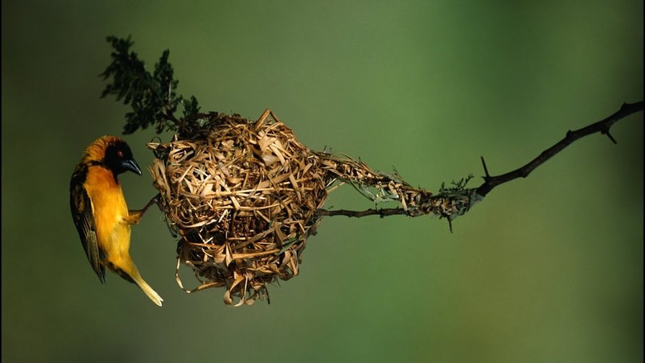 Птица Ткачик вьет гнездо