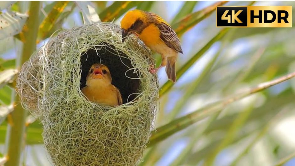 Птичка Ткачик гнездо