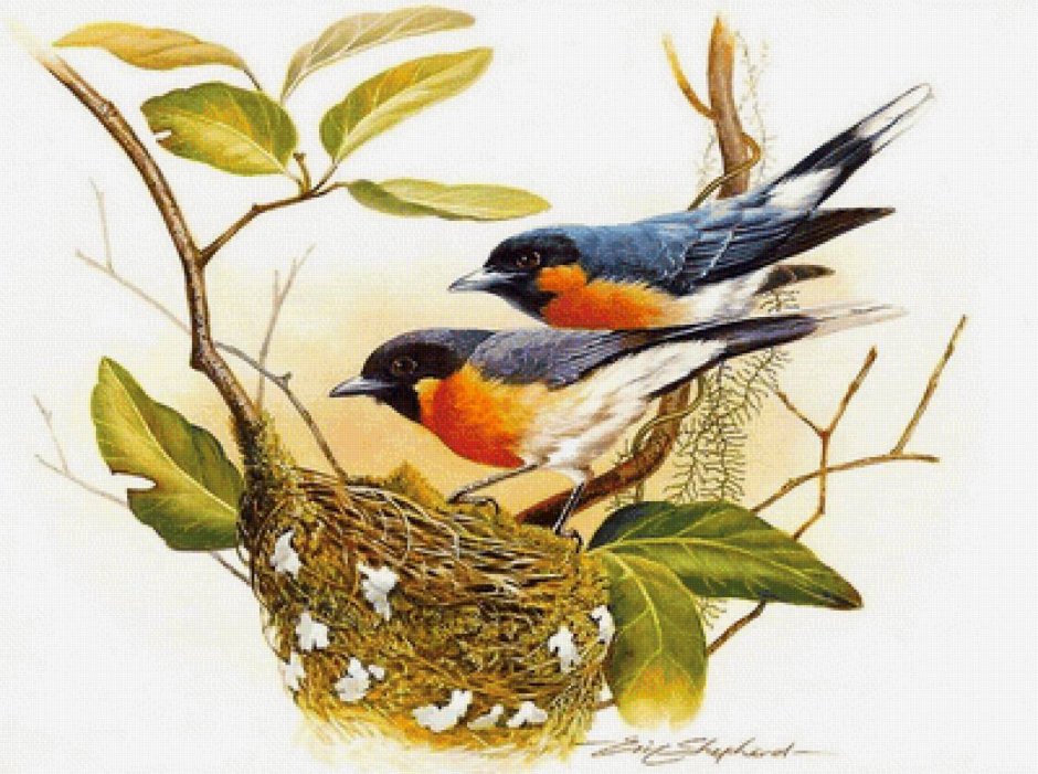 Эрик Шеферд птицы