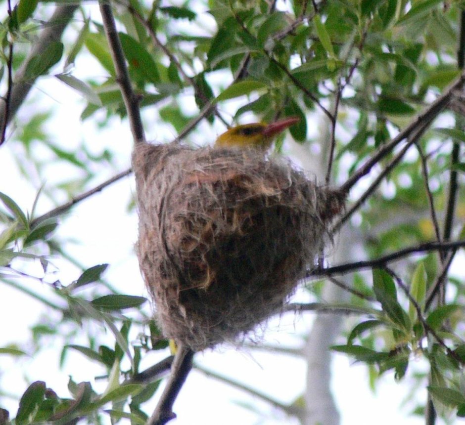 Гнездо Иволги с яйцами