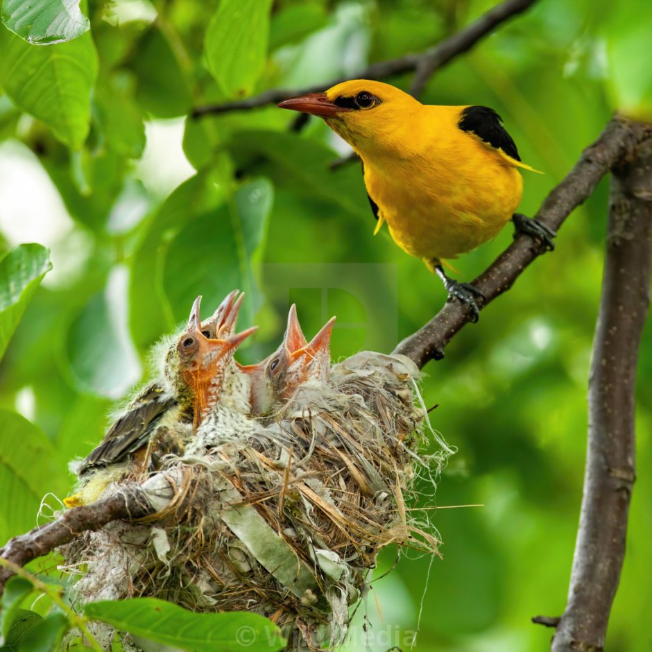Обыкновенная Иволга гнездо