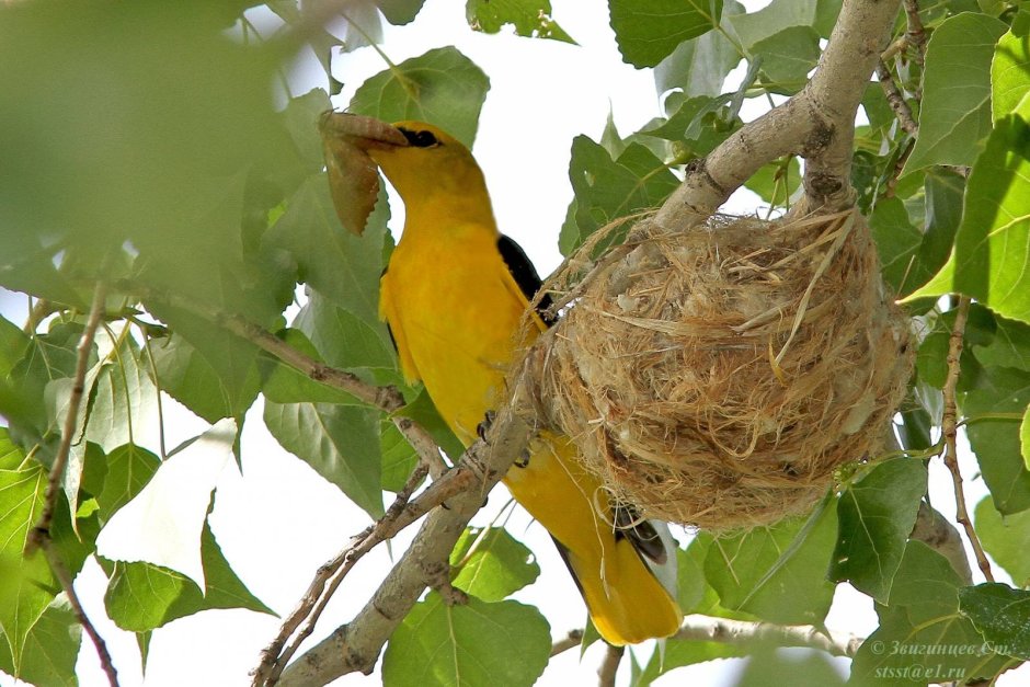 Гнездо Иволги с яйцами