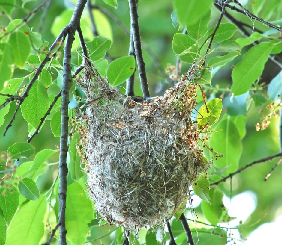 Как выглядит гнездо Иволги
