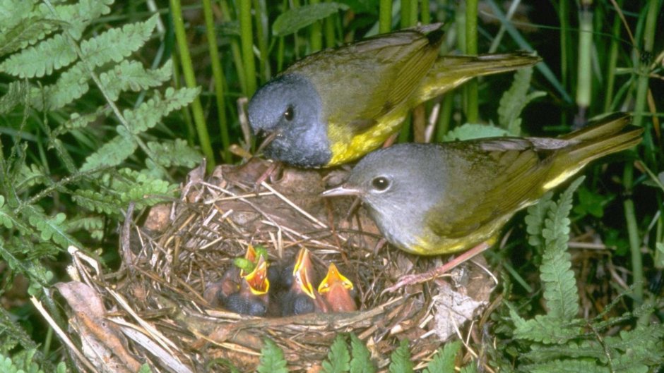 Птенчики в гнезде