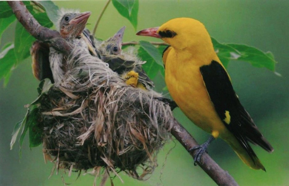 Птенец Иволги