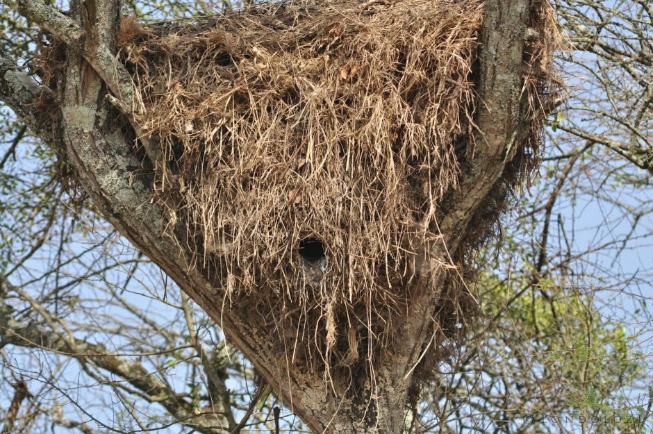 Молотоглав гнездо