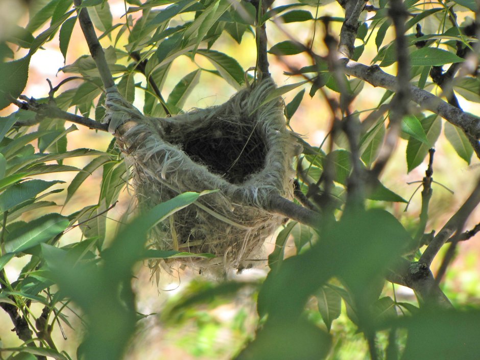 Гнездо Иволги