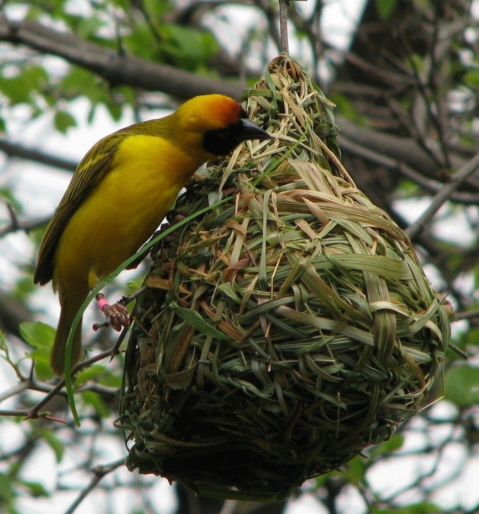 Гнездование птиц
