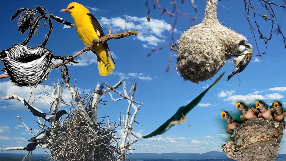 Пернатые Архитекторы