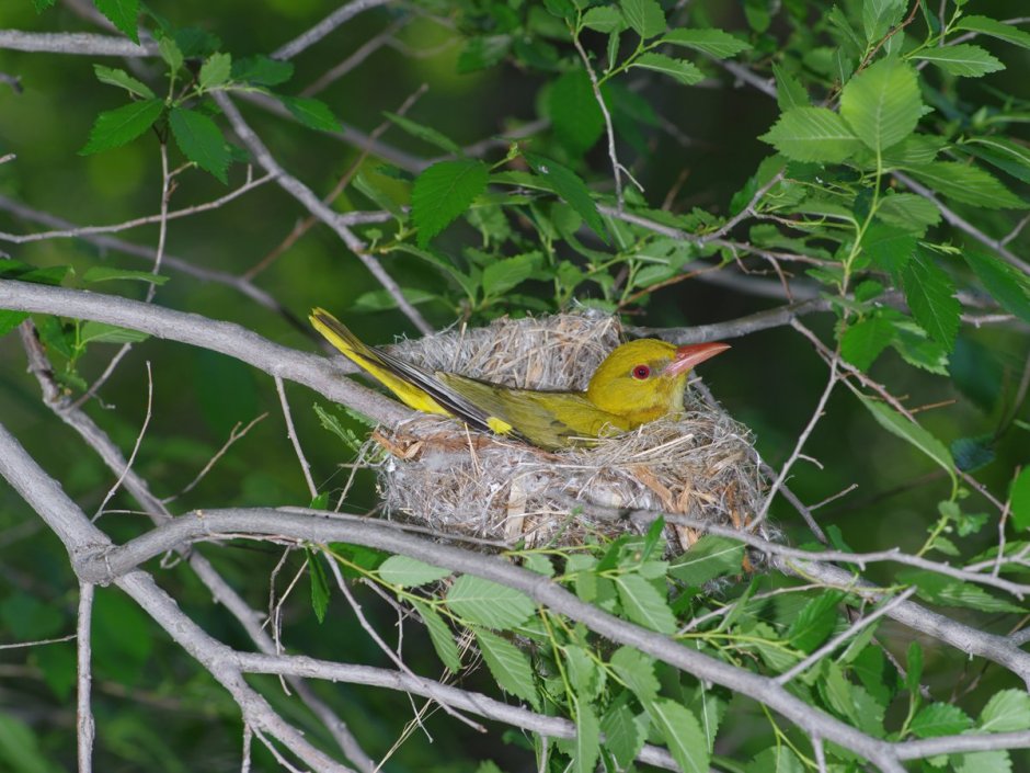 Гнездо Иволги