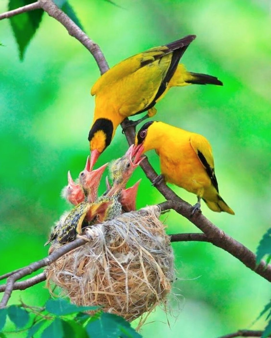 Обыкновенная Иволга гнездо