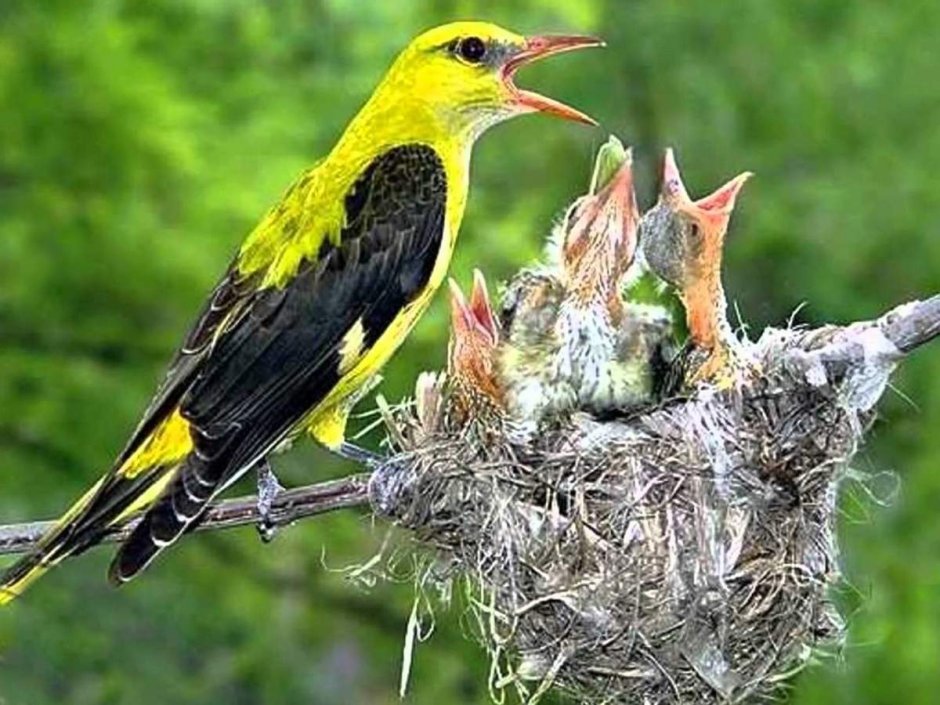 Иволга птица гнездо