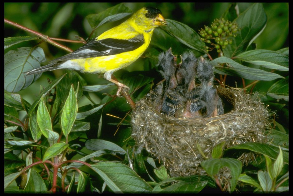 Чиж птица птенец