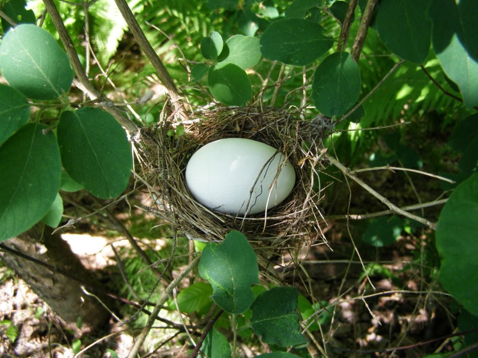 Гнездо Иволги с яйцами
